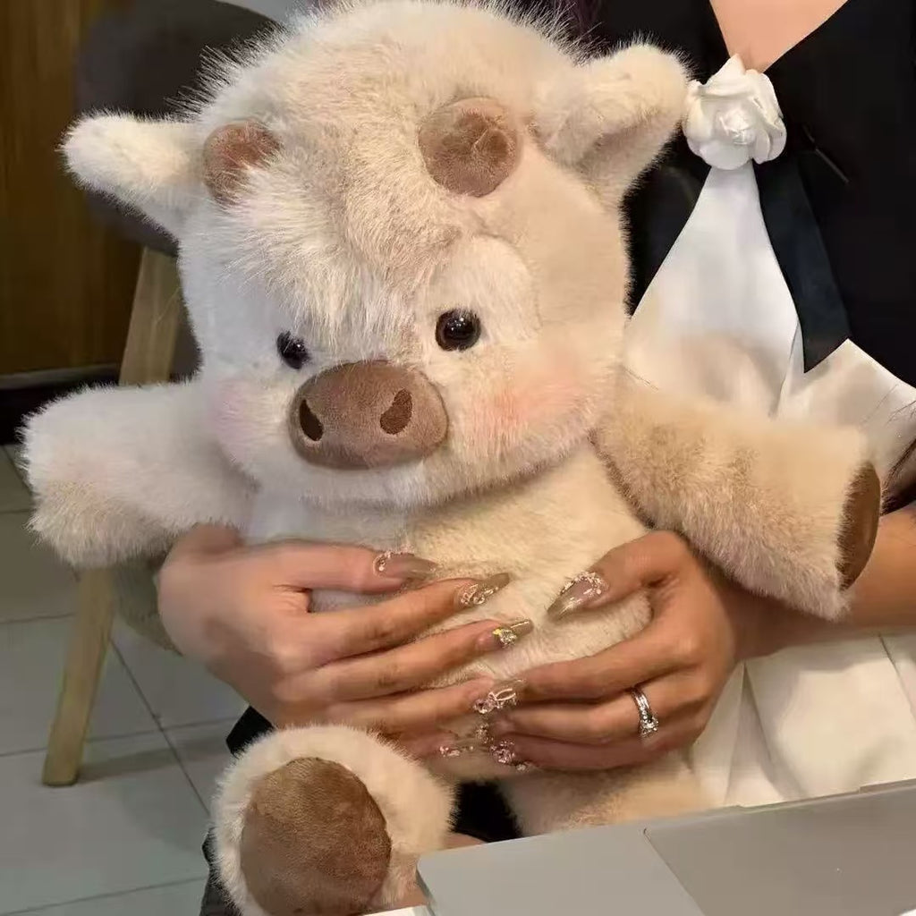 Highland Cow